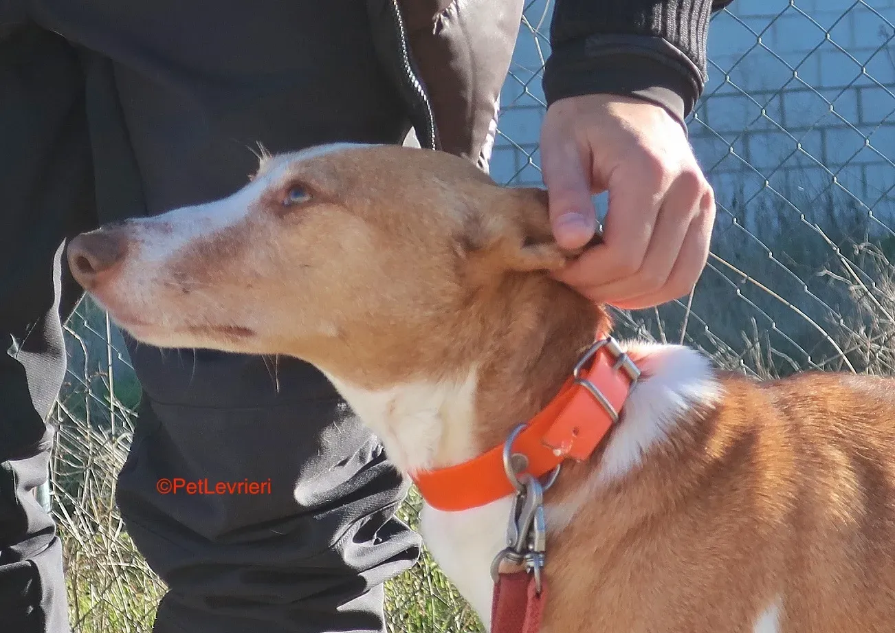 Gracias adozione podenco 9