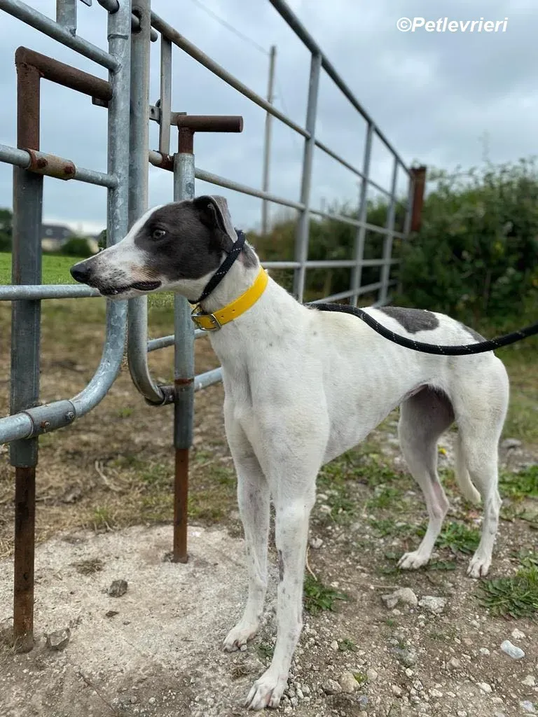 Gracie adozione levrieri greyhound 1