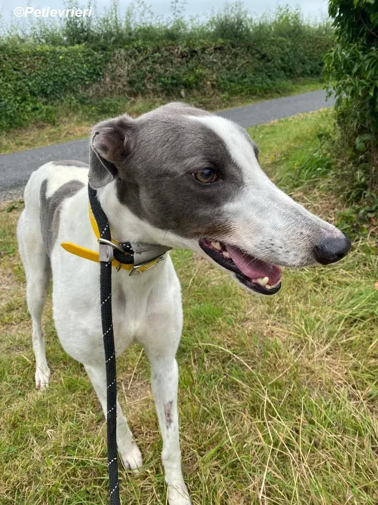 Gracie adozione levrieri greyhound 10