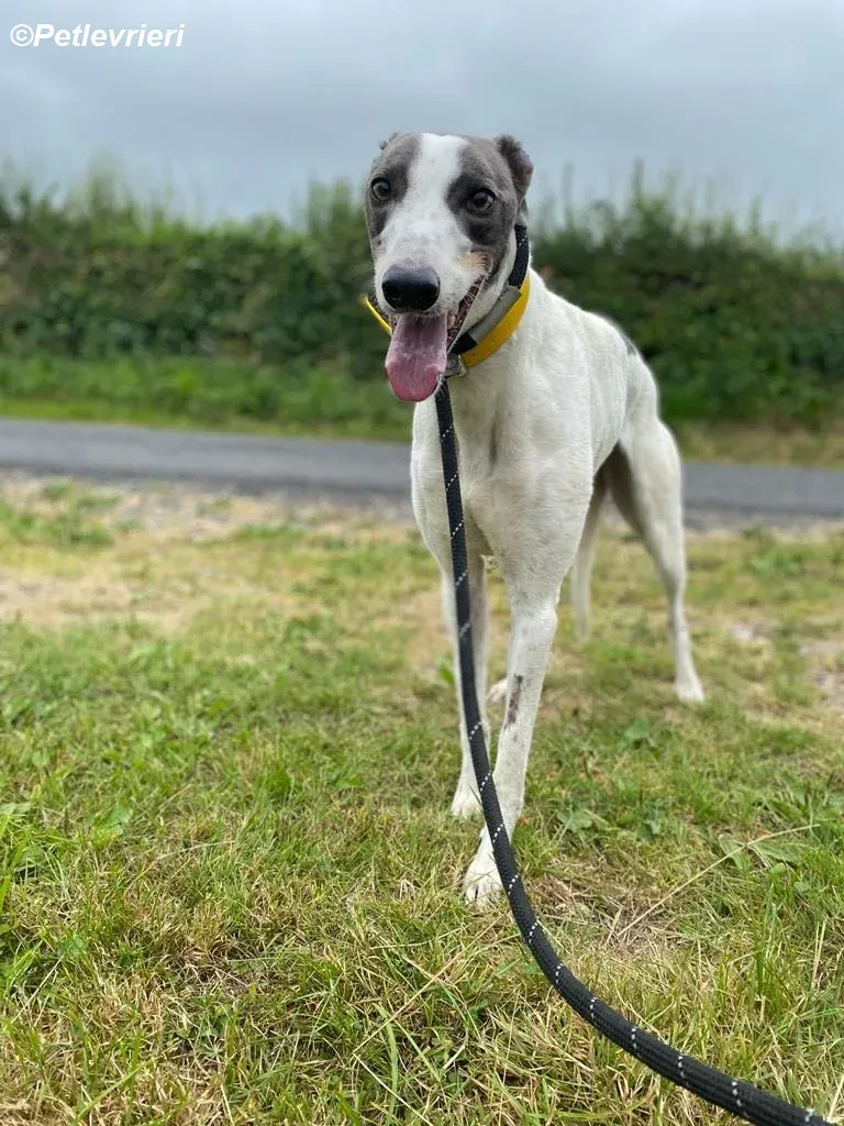 Gracie adozione levrieri greyhound 11