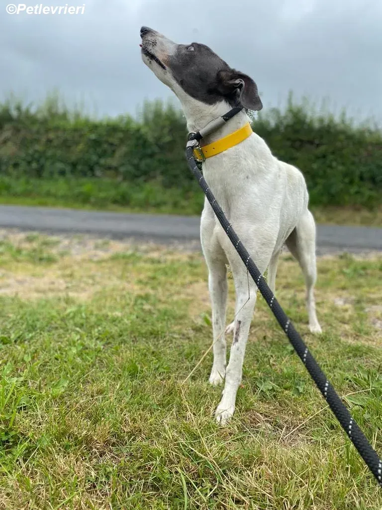 Gracie adozione levrieri greyhound 12
