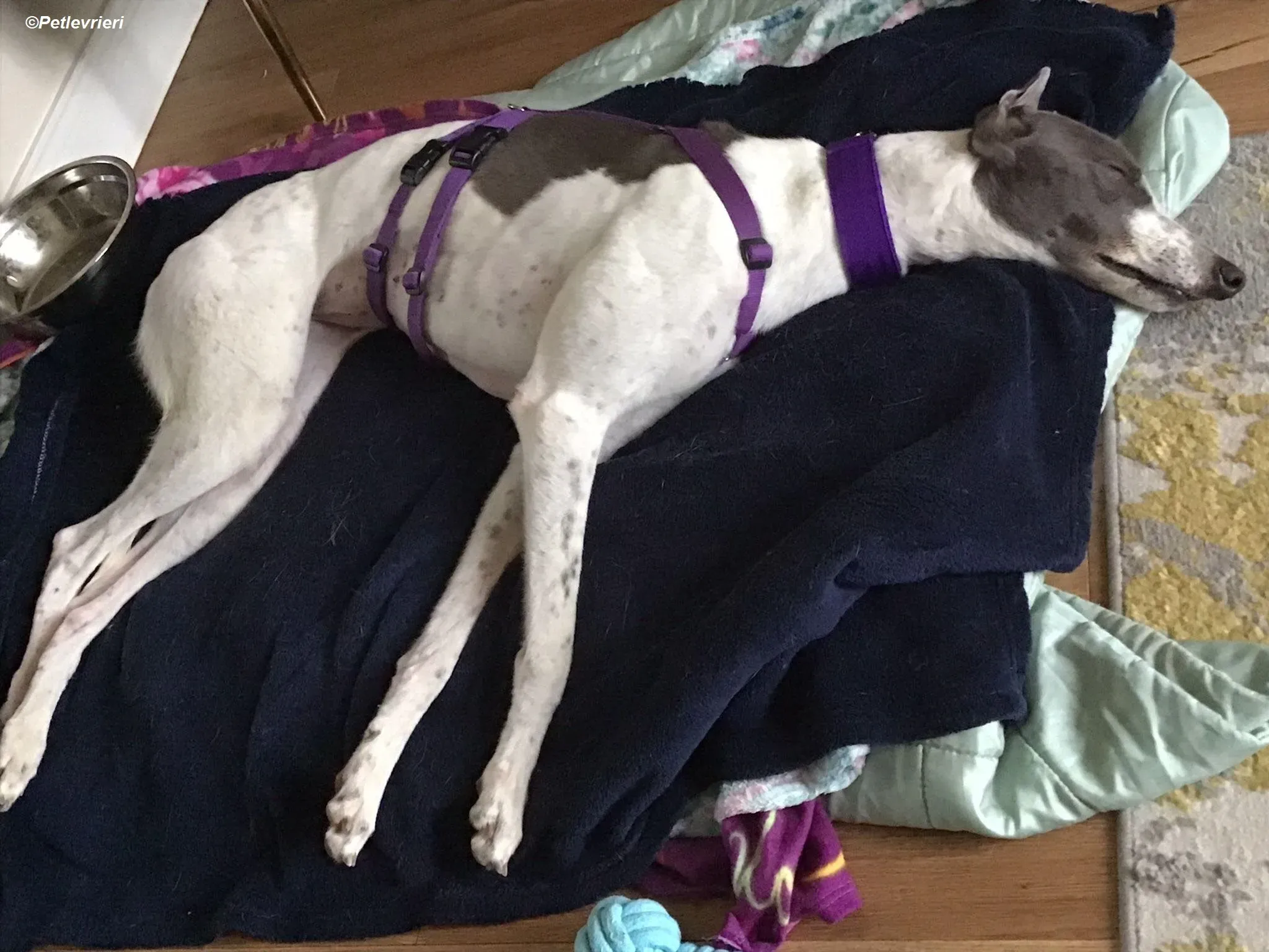 Gracie adozione levrieri greyhound 13