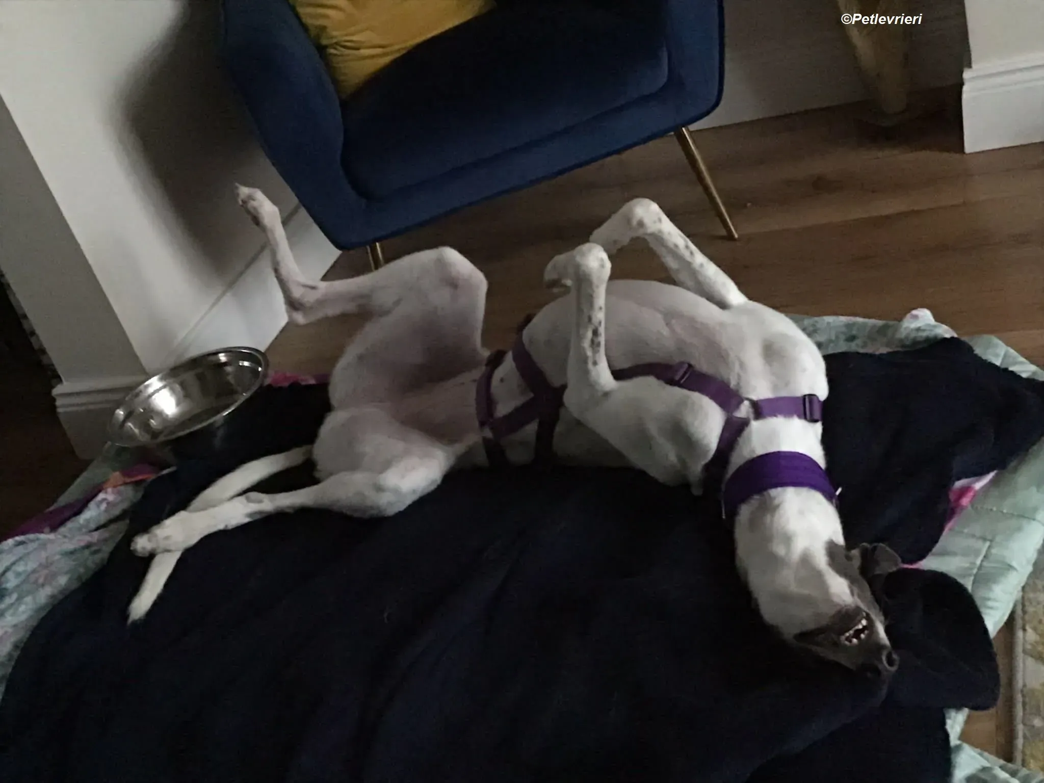 Gracie adozione levrieri greyhound 14