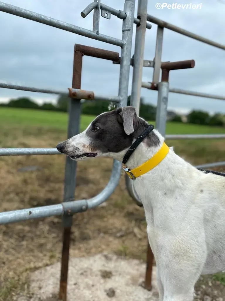 Gracie adozione levrieri greyhound 2