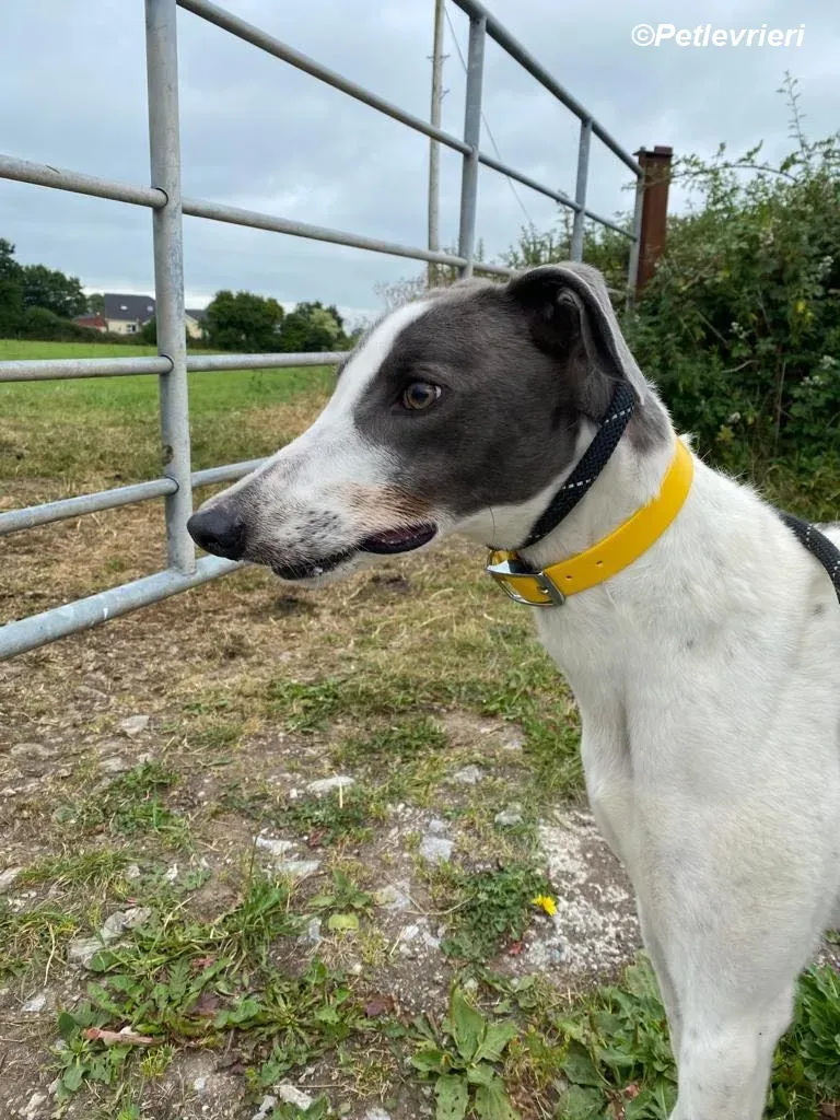 Gracie adozione levrieri greyhound 3