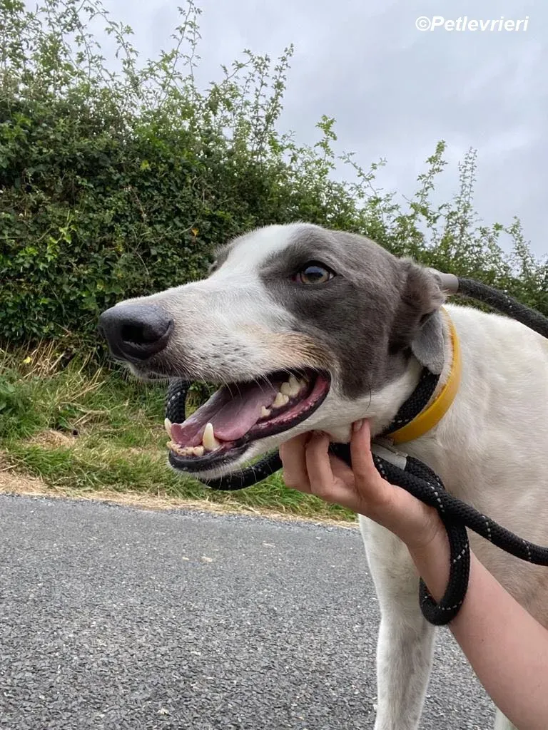 Gracie adozione levrieri greyhound 4