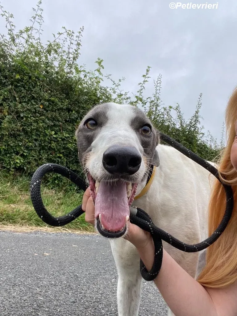 Gracie adozione levrieri greyhound 5
