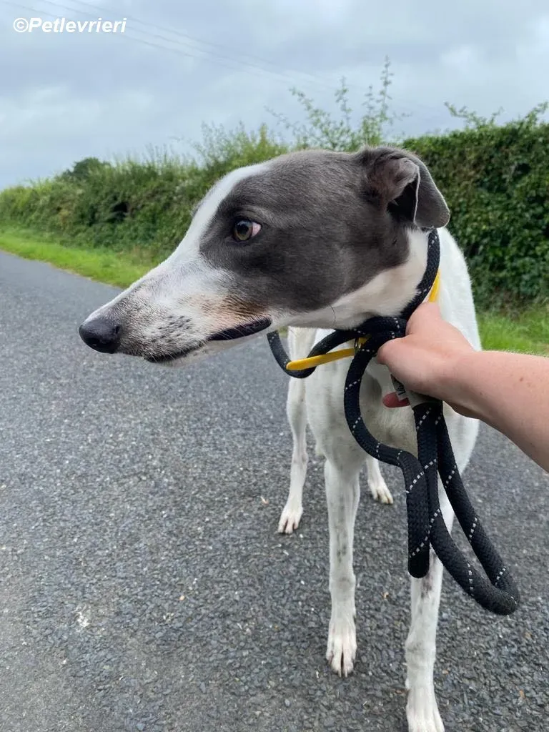 Gracie adozione levrieri greyhound 6