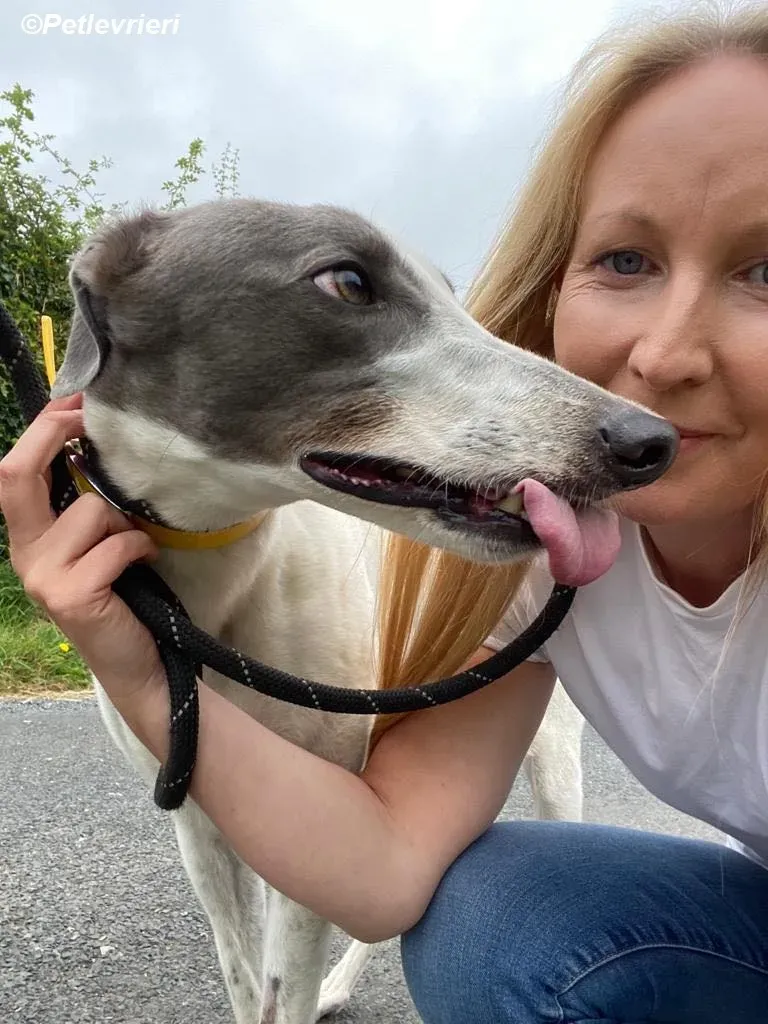 Gracie adozione levrieri greyhound 7