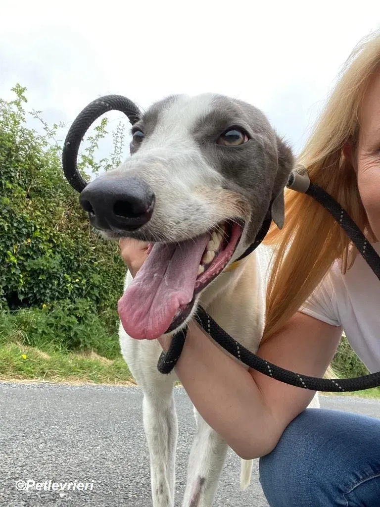 Gracie adozione levrieri greyhound 8