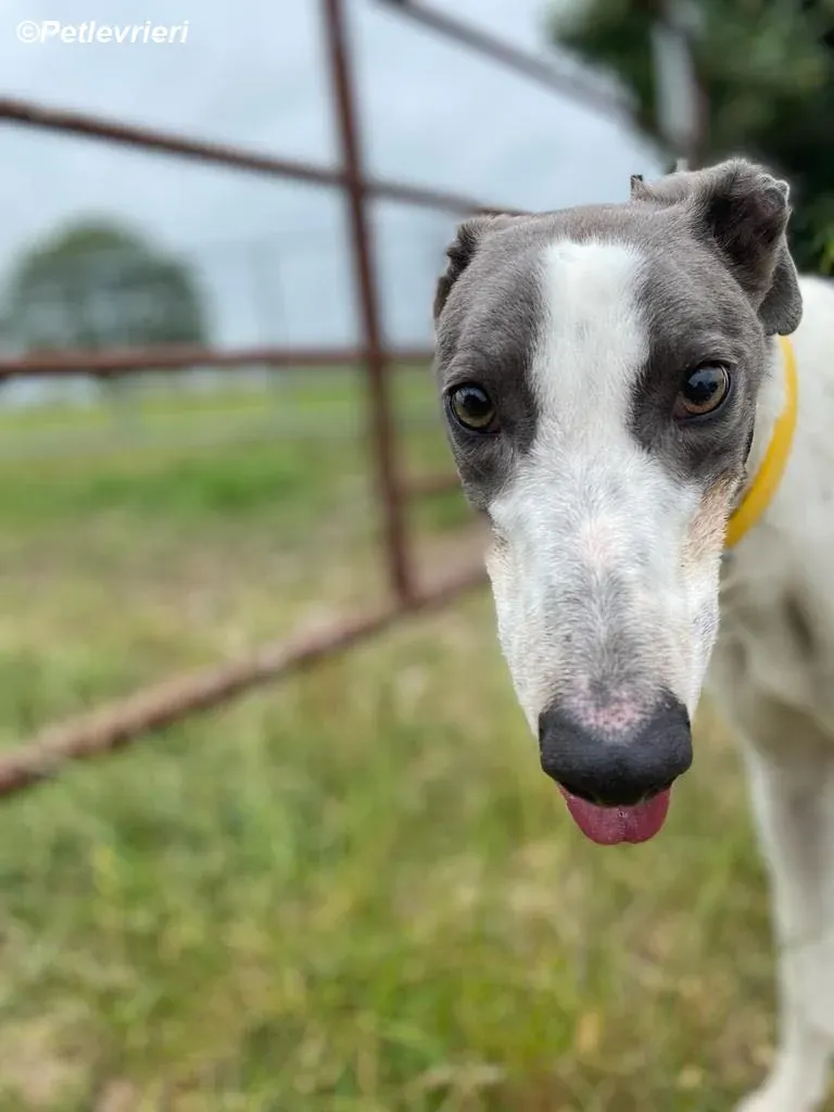 Gracie adozione levrieri greyhound 9