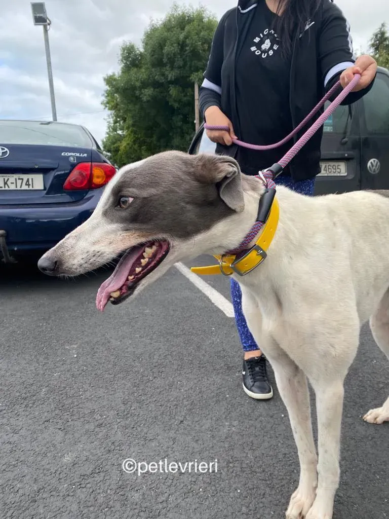 Gracie greyhund adozione pet levrieri 02