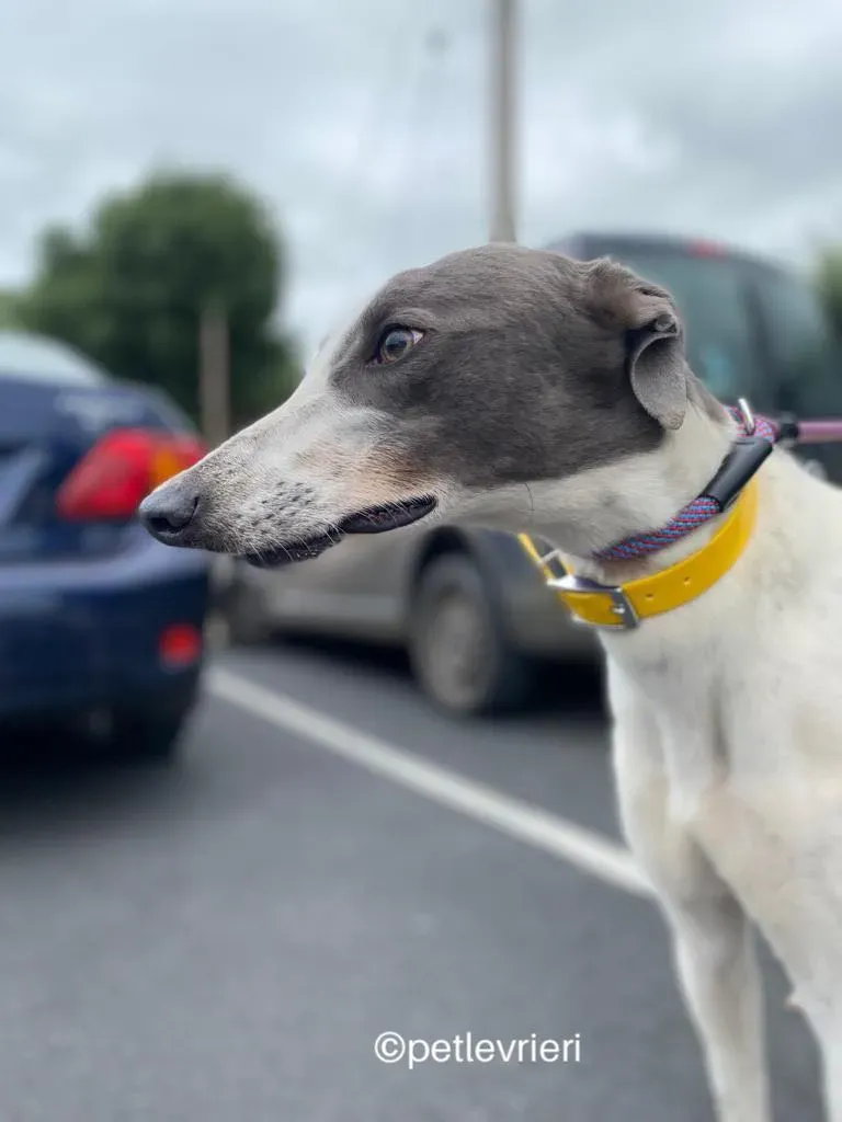 Gracie greyhund adozione pet levrieri 03