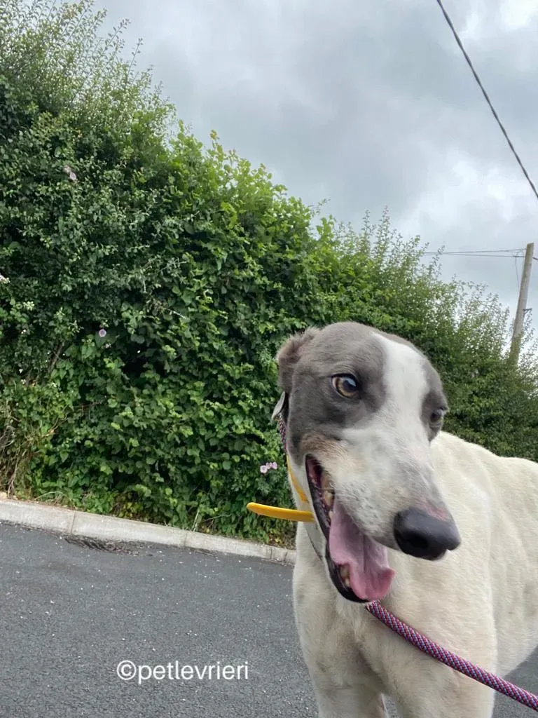 Gracie greyhund adozione pet levrieri 05
