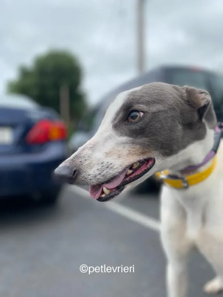 Gracie greyhund adozione pet levrieri 07
