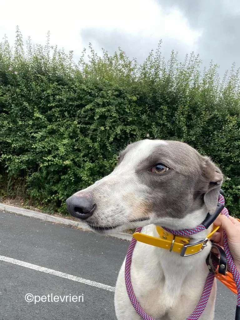 Gracie greyhund adozione pet levrieri 08