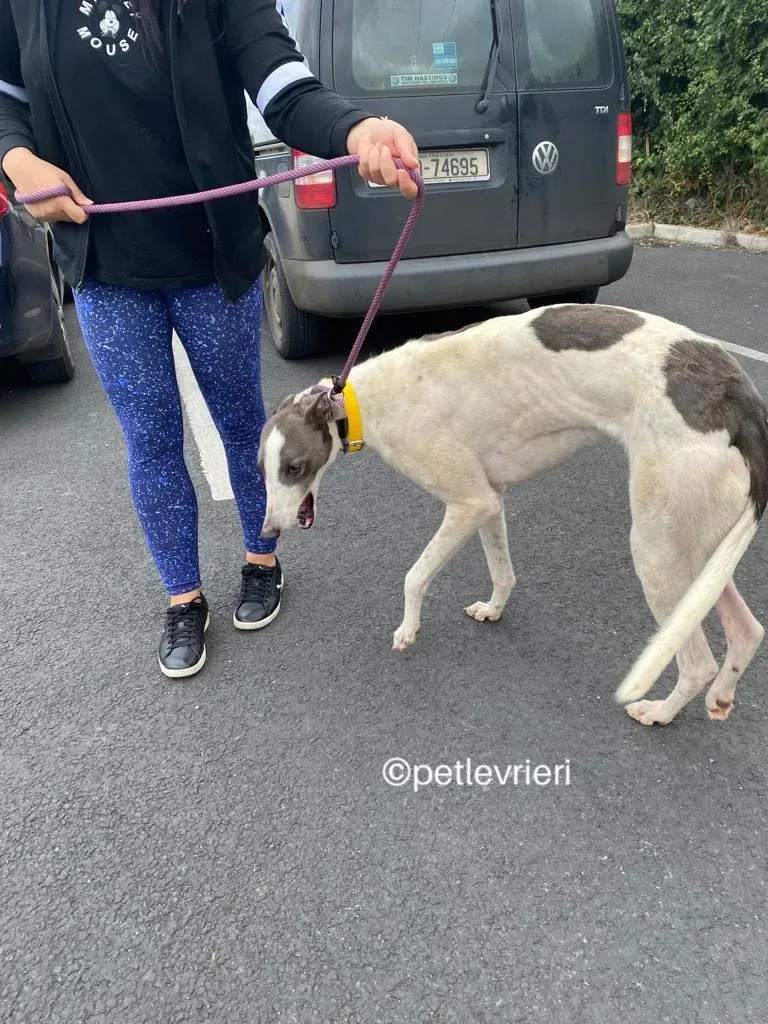 Gracie greyhund adozione pet levrieri 09
