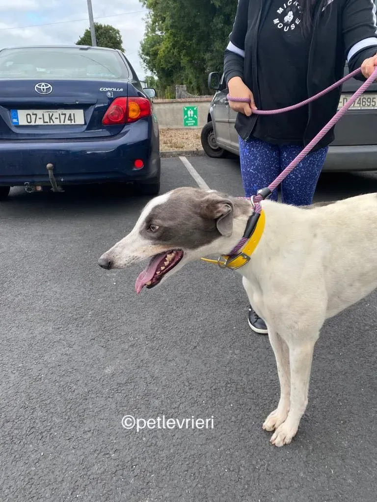 Gracie greyhund adozione pet levrieri 10