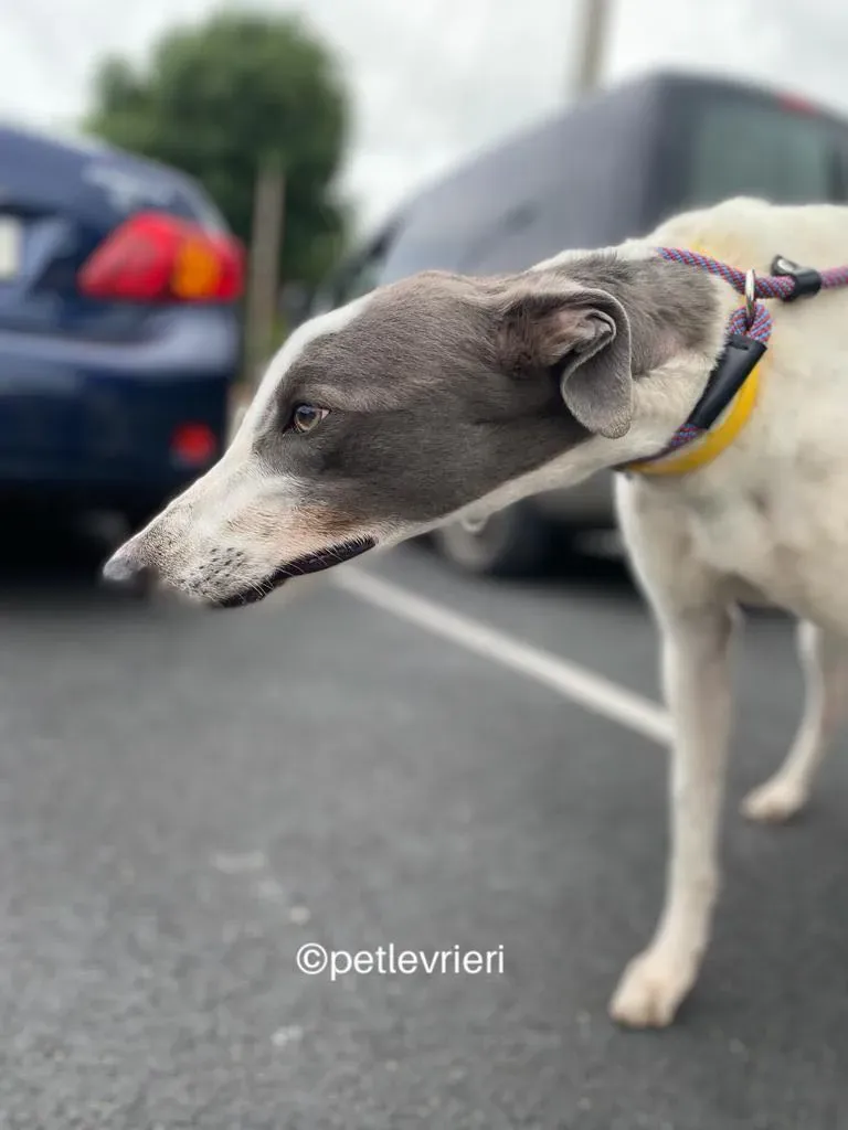 Gracie greyhund adozione pet levrieri 13