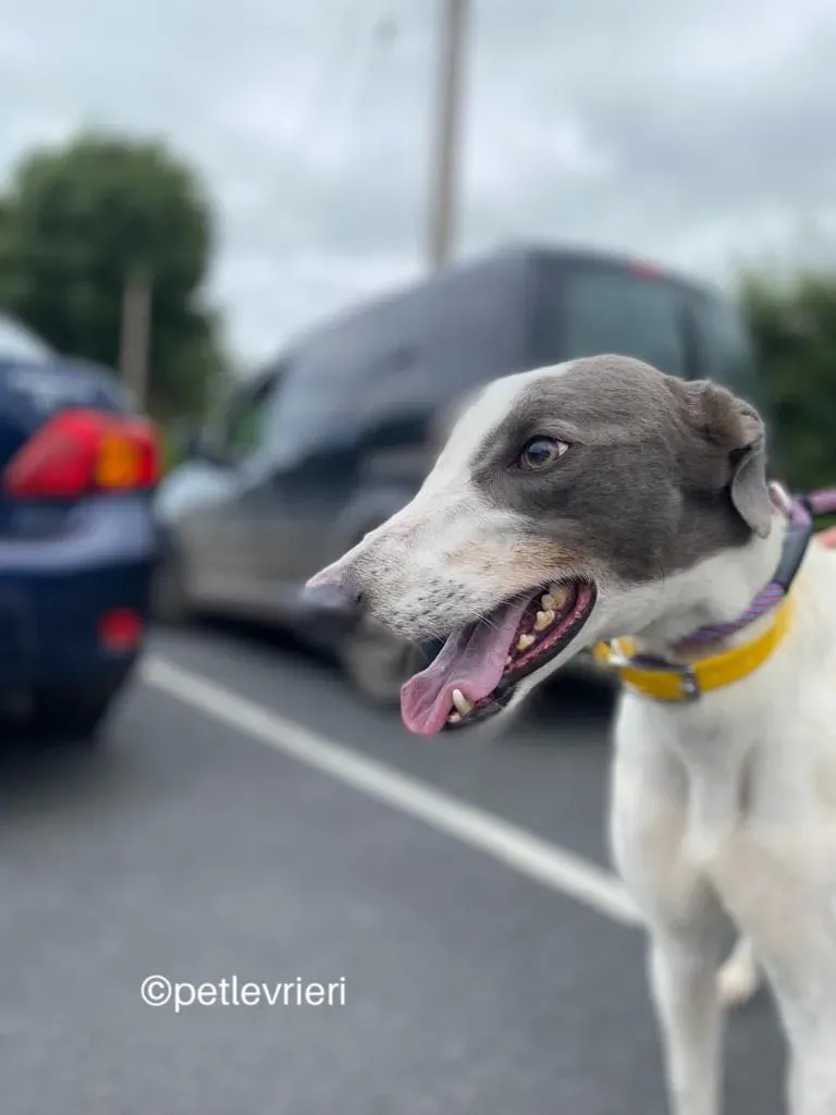Gracie greyhund adozione pet levrieri 14