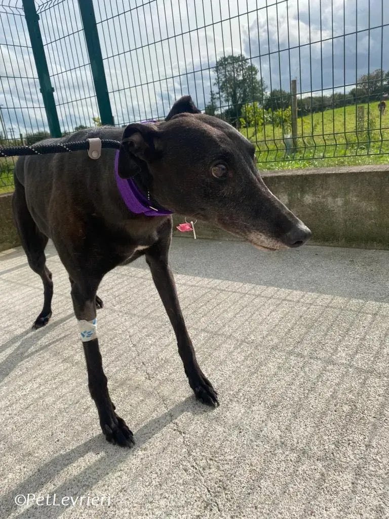 Grainne adozione levrieri greyhound 1