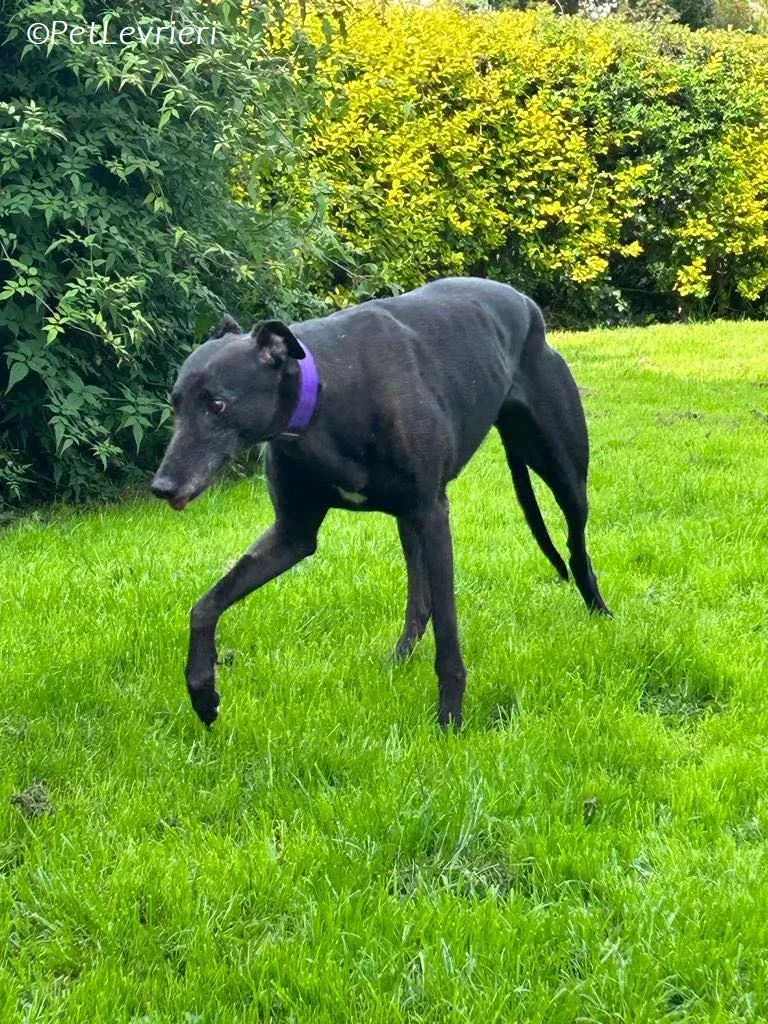 Grainne adozione levrieri greyhound 10