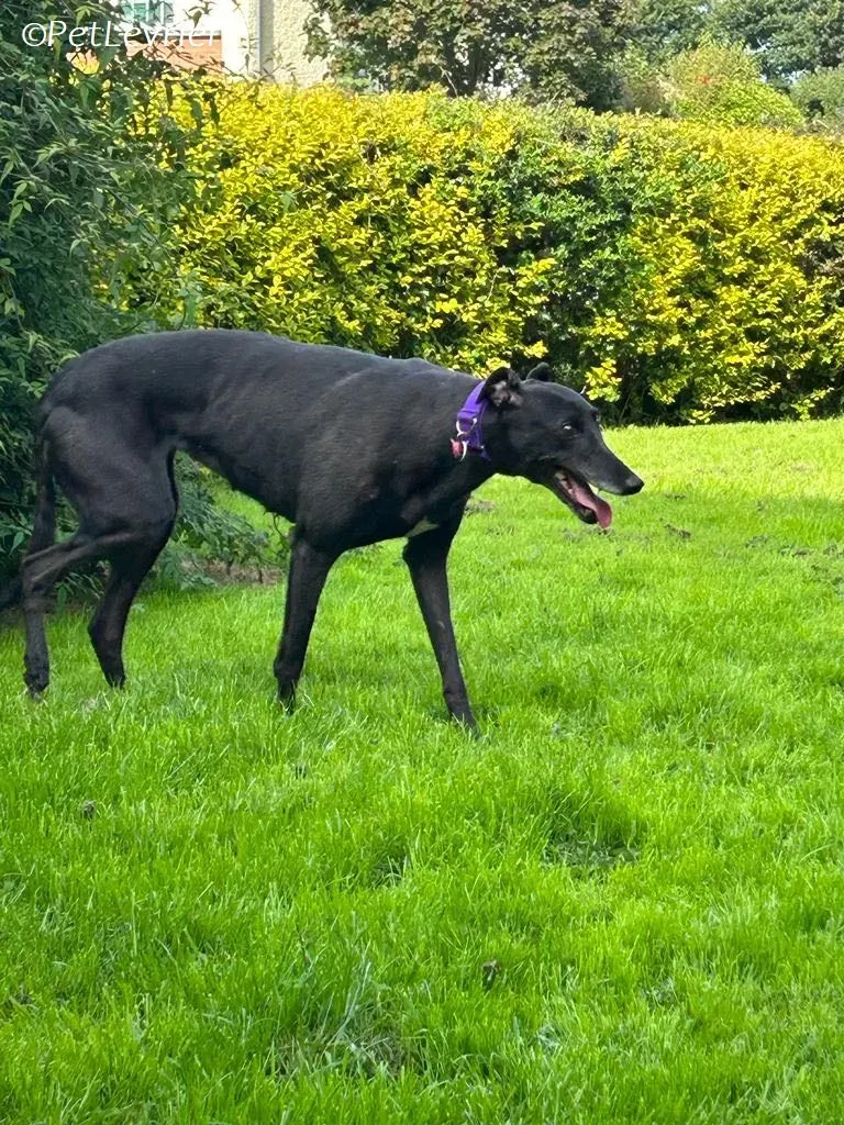 Grainne adozione levrieri greyhound 11