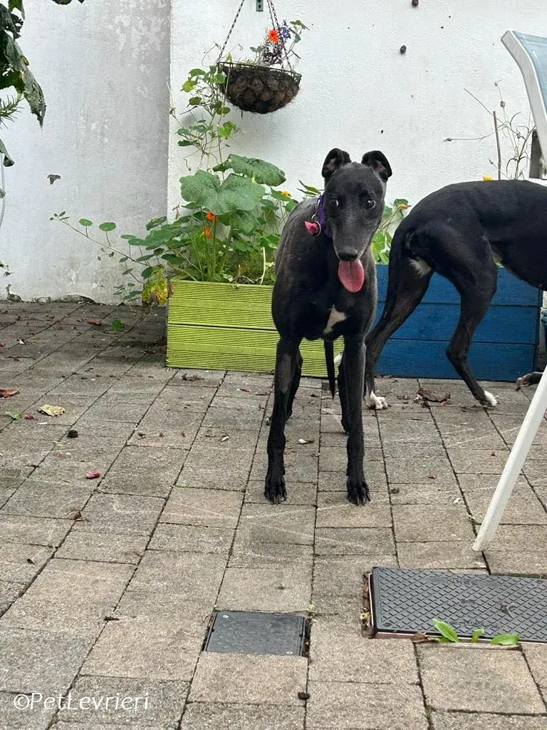 Grainne adozione levrieri greyhound 12
