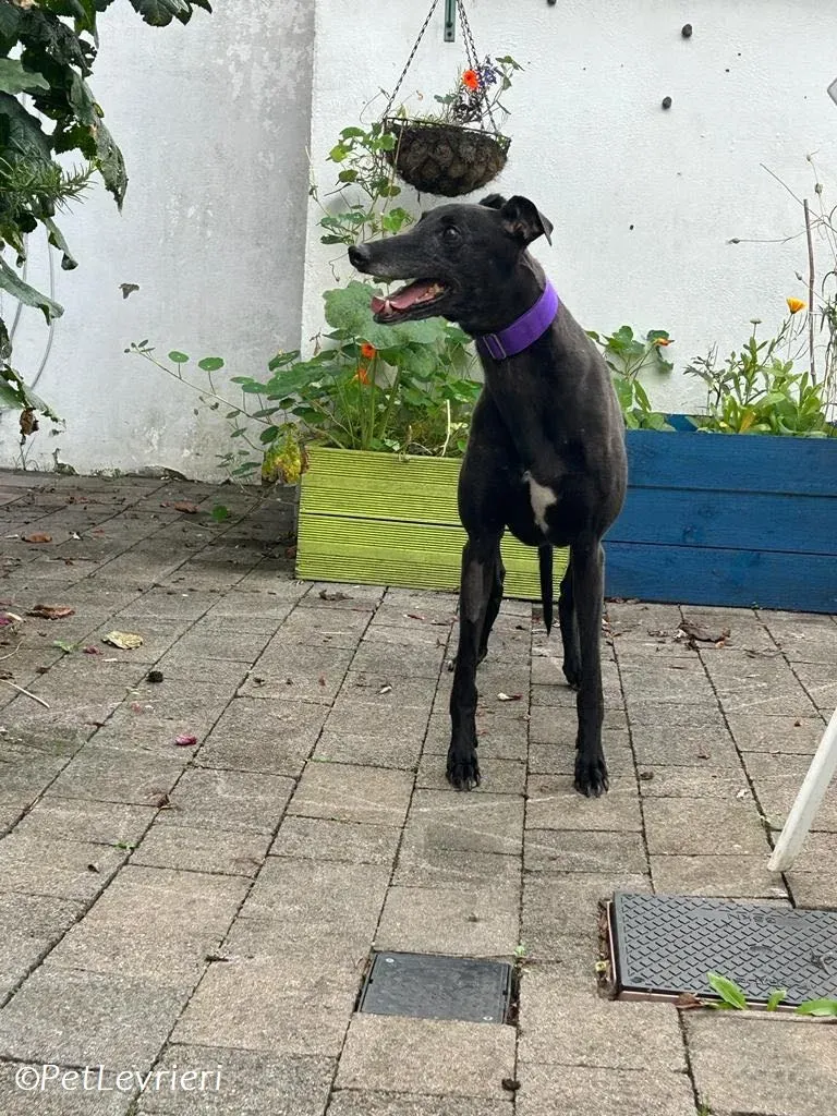 Grainne adozione levrieri greyhound 13