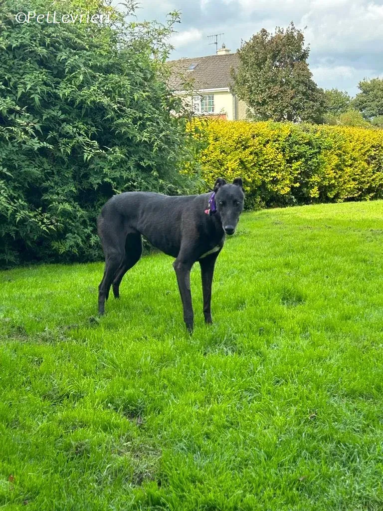 Grainne adozione levrieri greyhound 14