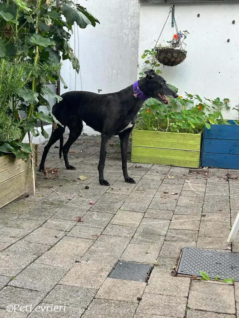 Grainne adozione levrieri greyhound 15