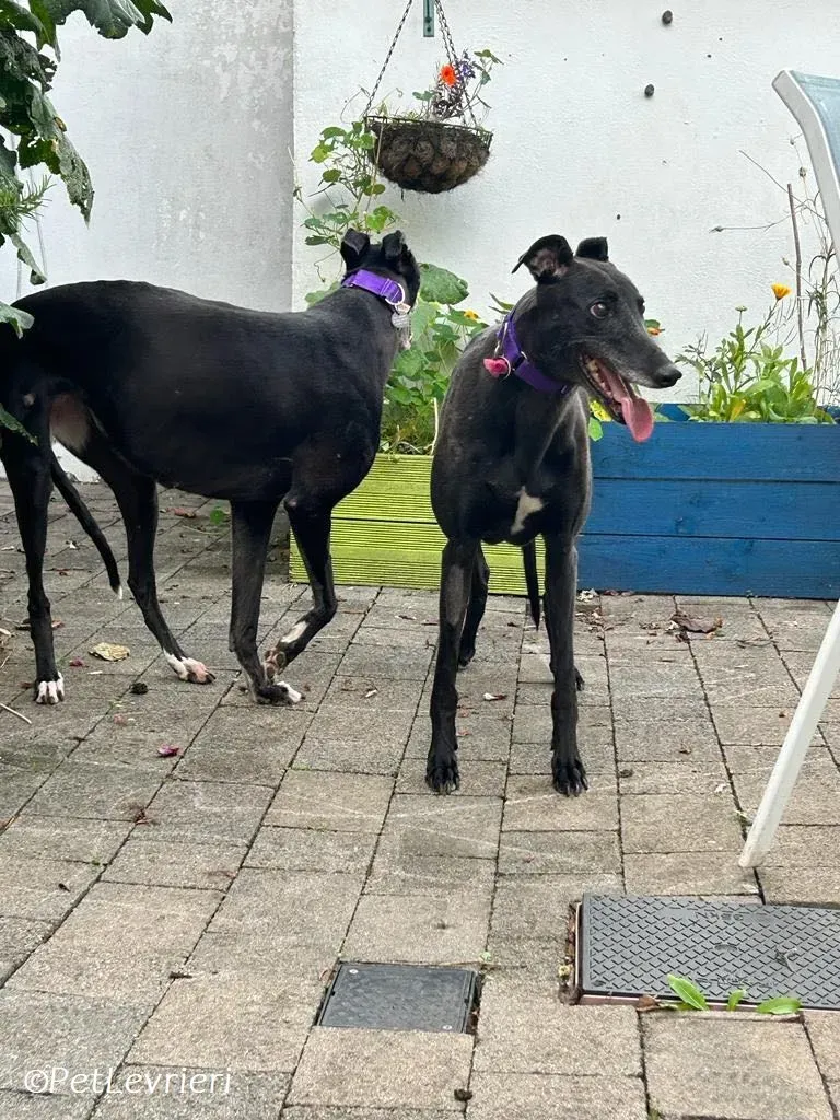 Grainne adozione levrieri greyhound 16