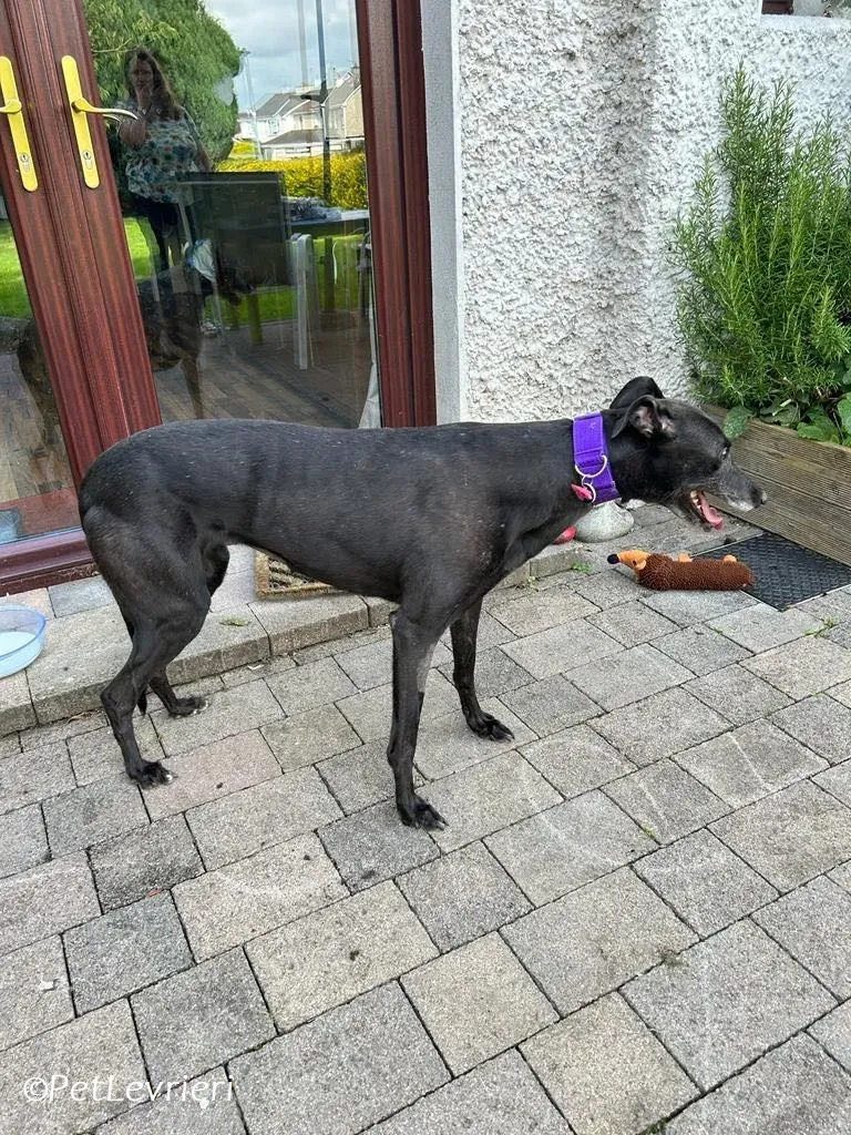 Grainne adozione levrieri greyhound 17