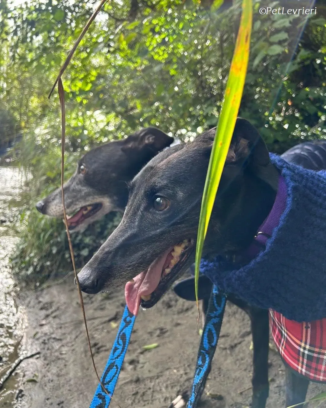 Grainne adozione levrieri greyhound 18