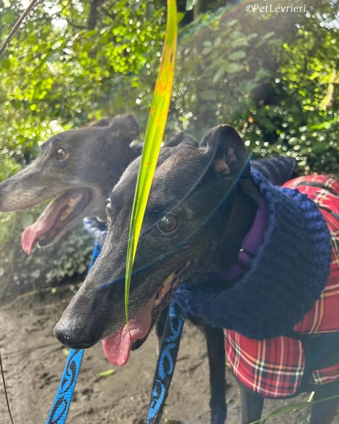 Grainne adozione levrieri greyhound 19