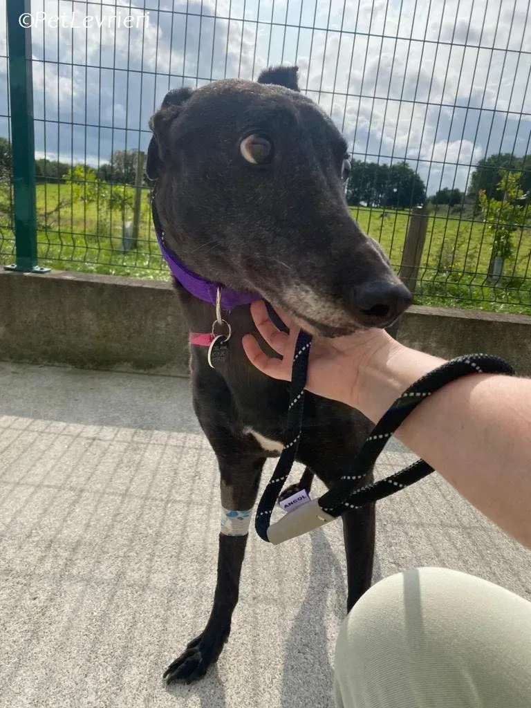 Grainne adozione levrieri greyhound 2