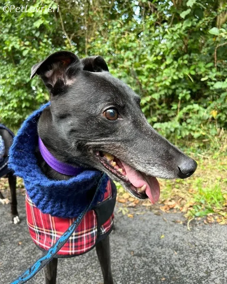 Grainne adozione levrieri greyhound 20