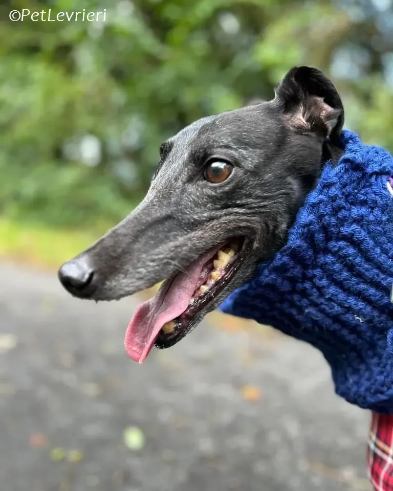 Grainne adozione levrieri greyhound 21