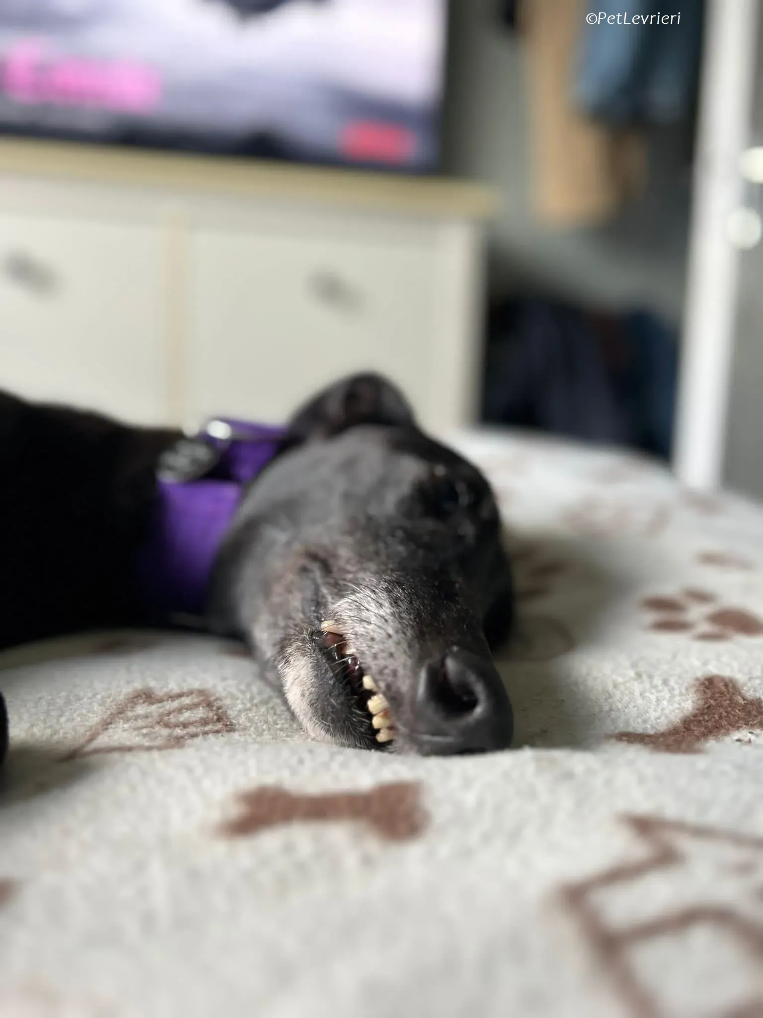 Grainne adozione levrieri greyhound 22