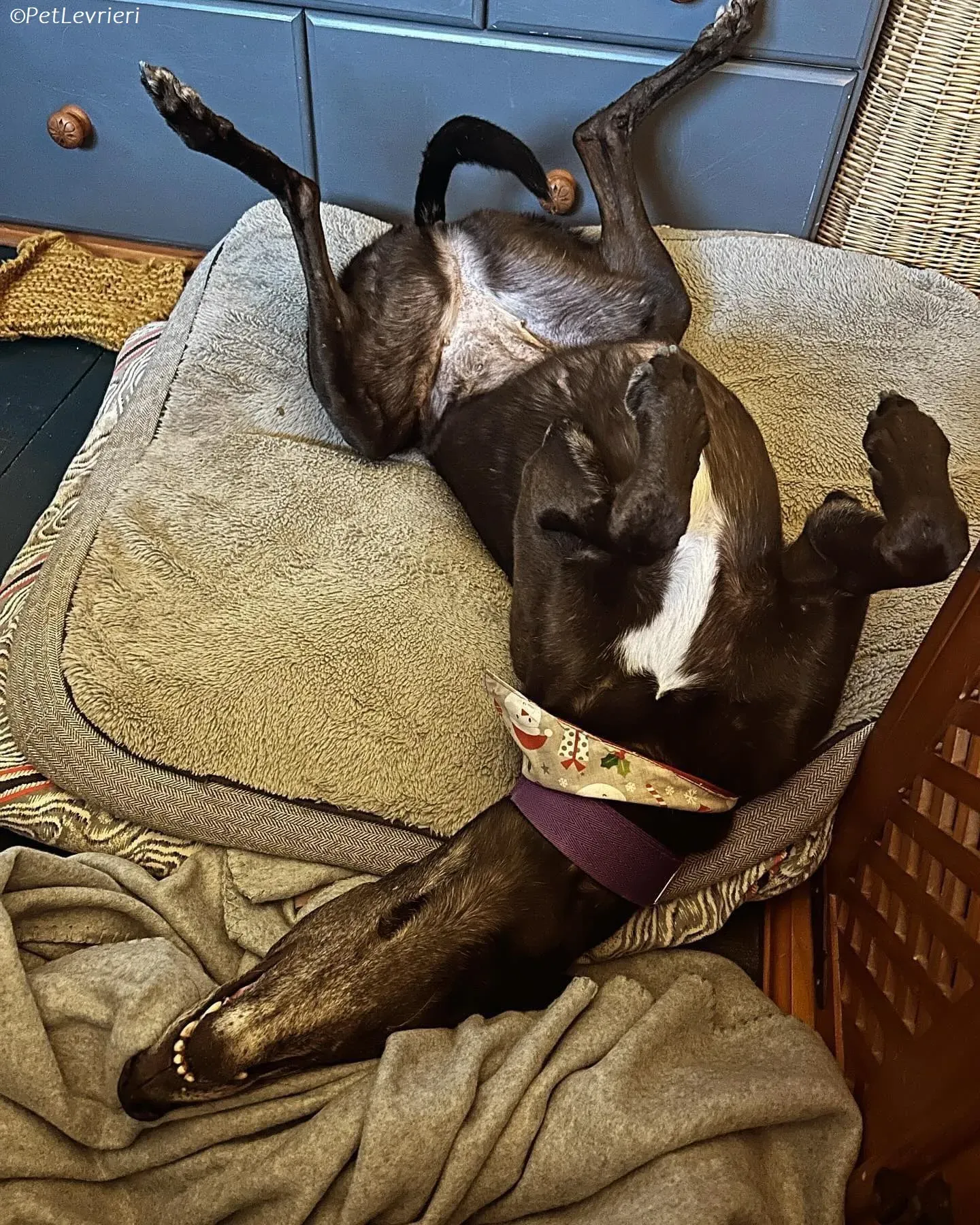 Grainne adozione levrieri greyhound 23