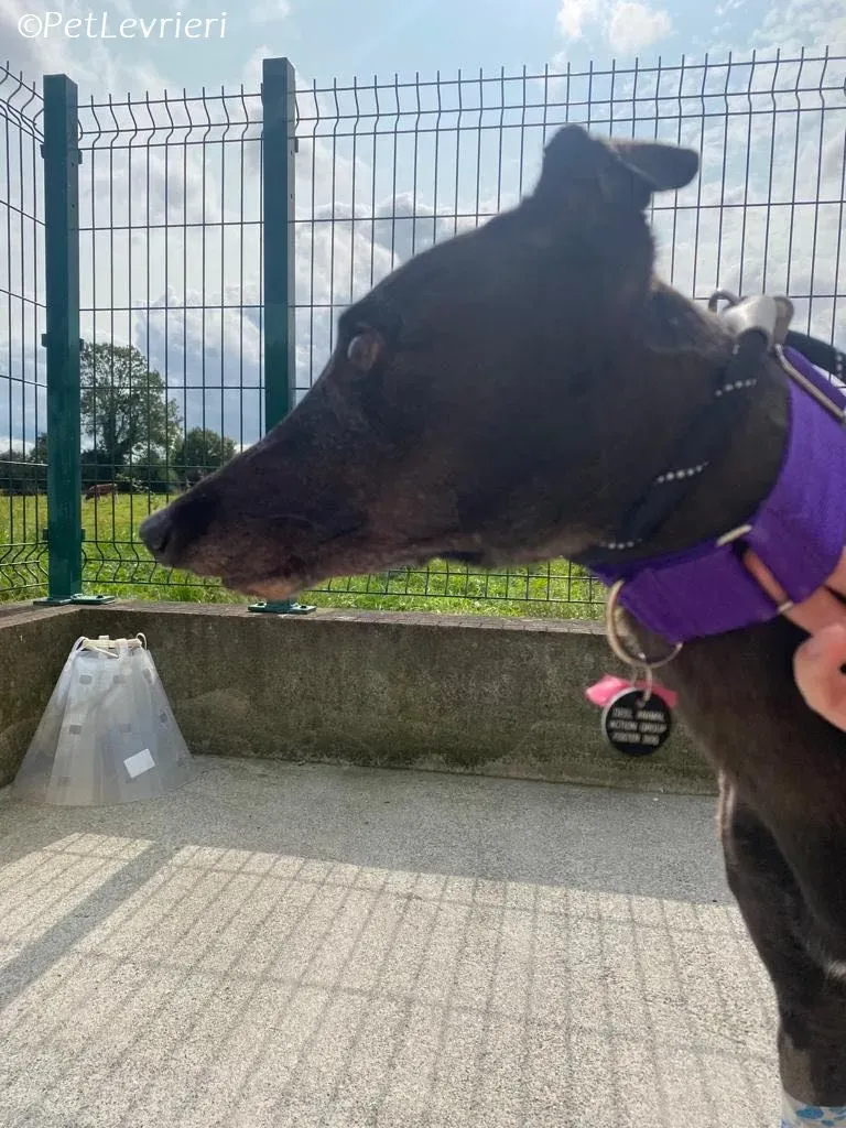 Grainne adozione levrieri greyhound 3