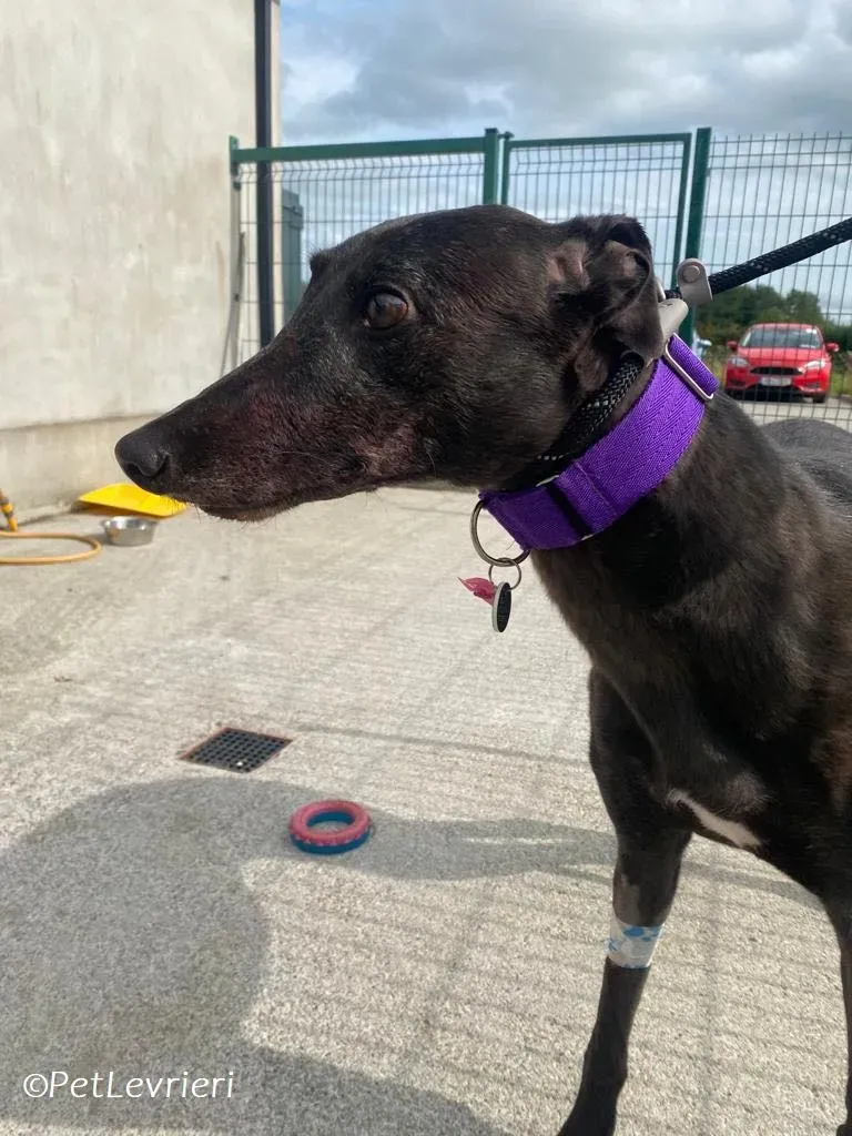 Grainne adozione levrieri greyhound 4