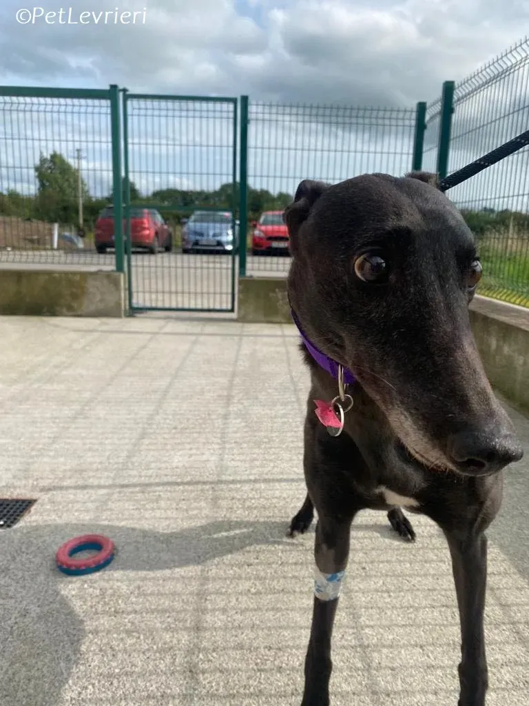 Grainne adozione levrieri greyhound 5