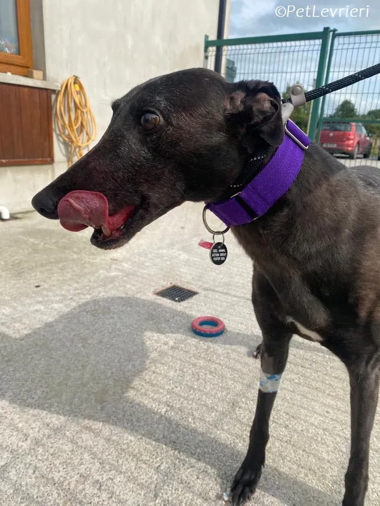 Grainne adozione levrieri greyhound 6