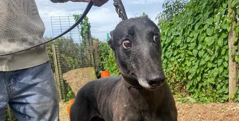 Grainne adozione levrieri greyhound 7 e1692703240275
