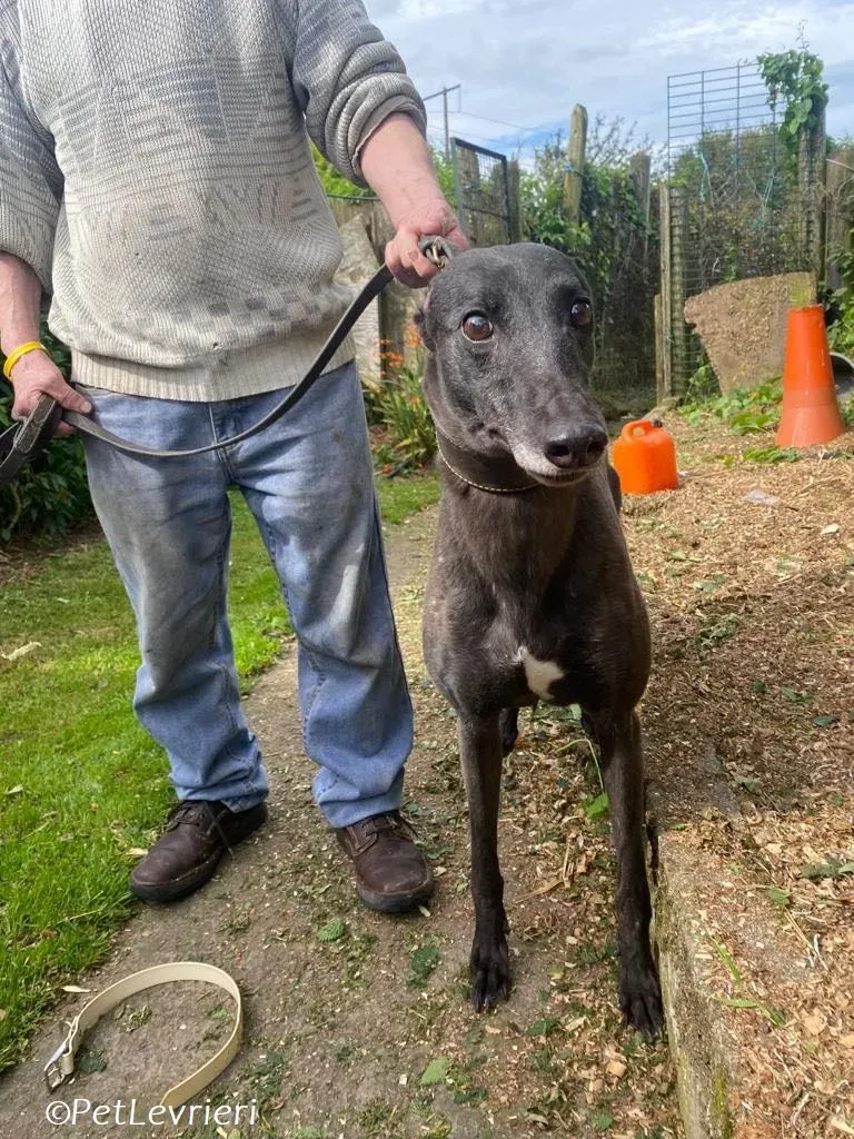 Grainne adozione levrieri greyhound 8
