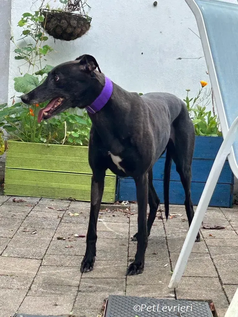 Grainne adozione levrieri greyhound 9