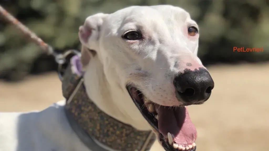 Grass adozione levrieri galgio 1