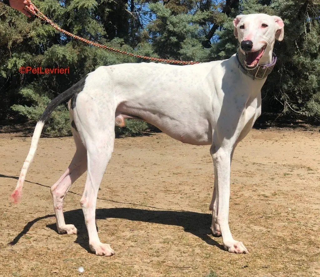 Grass adozione levrieri galgo 2