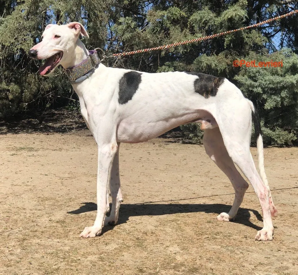 Grass adozione levrieri galgo 3